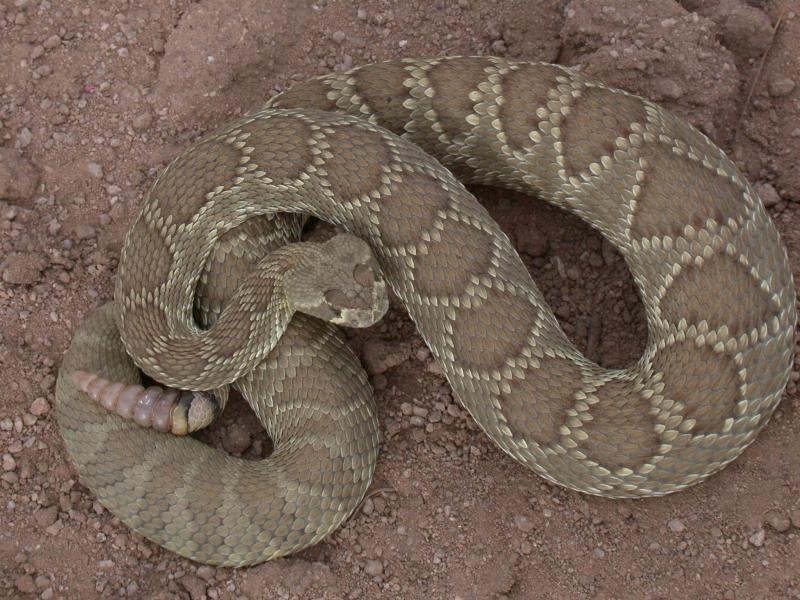  Mojave Rattler Crotalus scutulatus, May 29, 2004