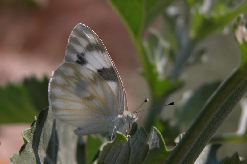 Insects Butterflys Checkered white Pontia protodice008 2.JPG