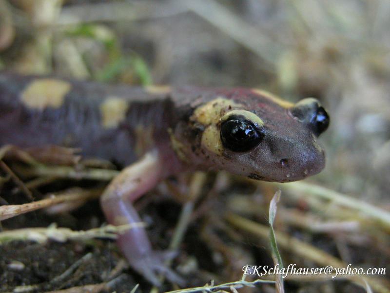 Yellow-bloched salamander, Ensatina  croceater, June 14, 2005