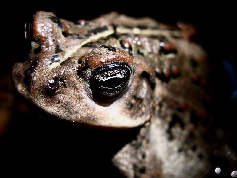 Western Toad, Bufo boreas