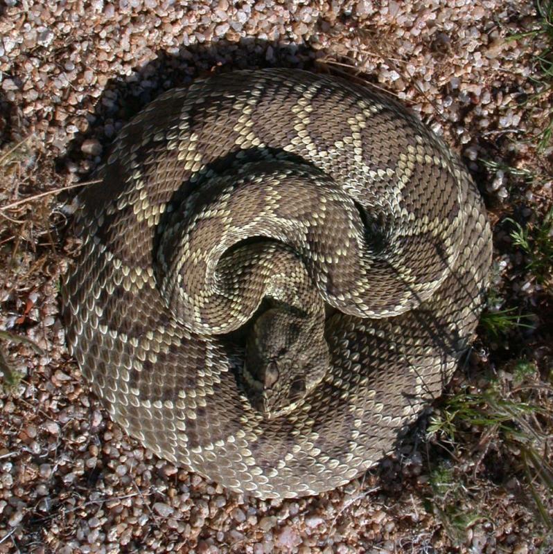 Mojave rattlesnake, Crotalus scutulatus, May 29, 2004