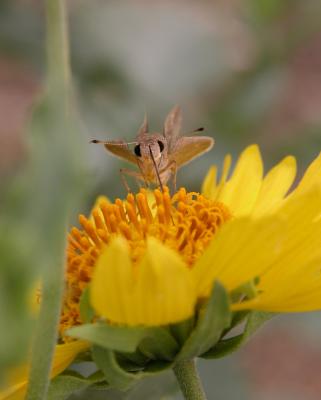 insects_macro_to_the_max