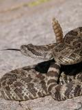 Western Rattlesnake, Crotalus v. lutosus