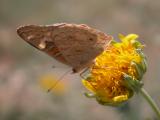 Insect Butterfly CommonBuckeye Juunoia coenia003.JPG