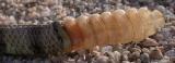 Mojave Rattlesnake tail buttons Crotalus scutulatua, April 04, Hyundai site