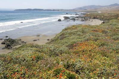 Coastal Wildflowers