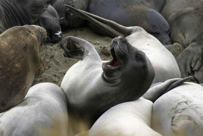 Elephant Seals