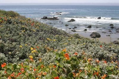 Coastal flowers at Cambria