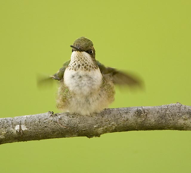 Fluffy Hummingbird.jpg