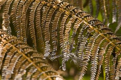 Fern Brown 2005.jpg