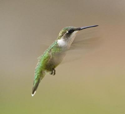 Hummingbird Flying Male 1.jpg