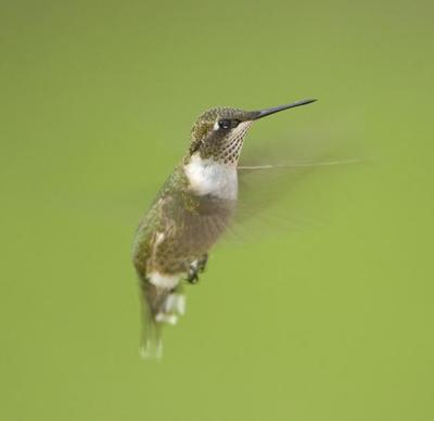 Hummingbird Flying Male 2.jpg