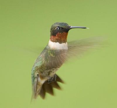 Hummingbird Flying Male 3.jpg