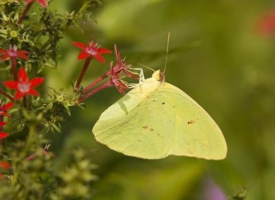 Cloudless Sulphur 2.jpg