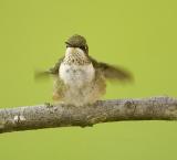 Fluffy Hummingbird.jpg