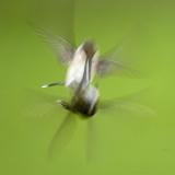 Hummingbird Scrap.jpg