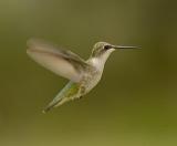 Hummingbird Flying.jpg