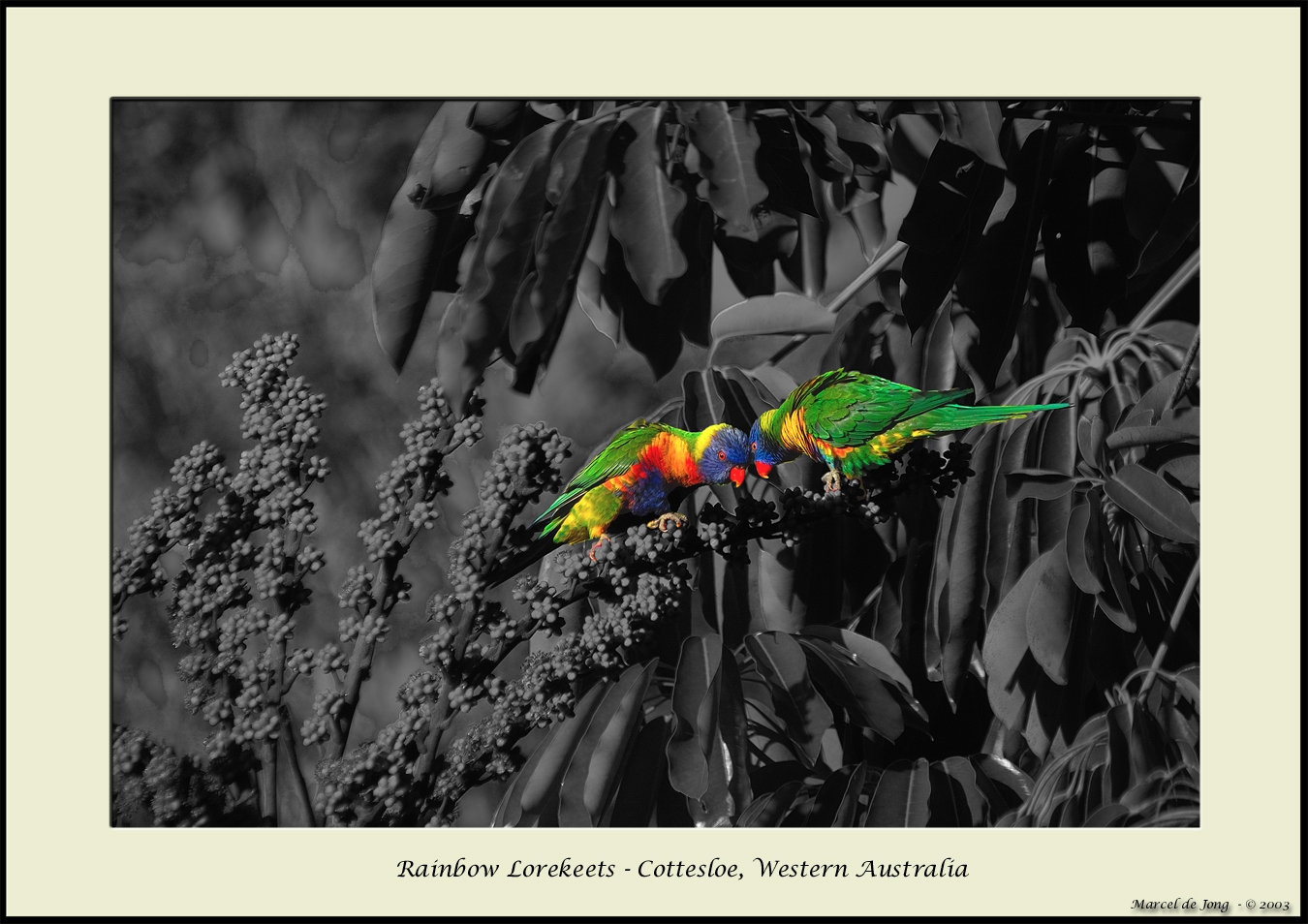lorekeet2_colour.jpg