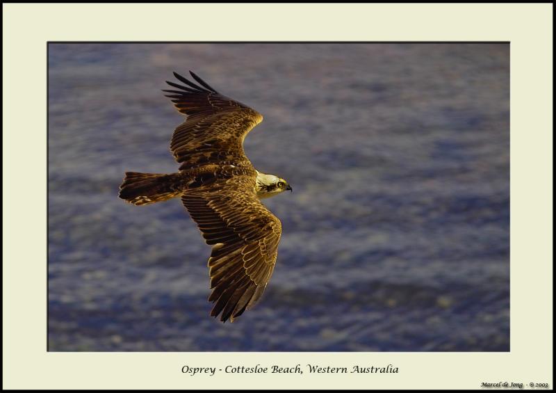 Osprey - Cottesloe Beach