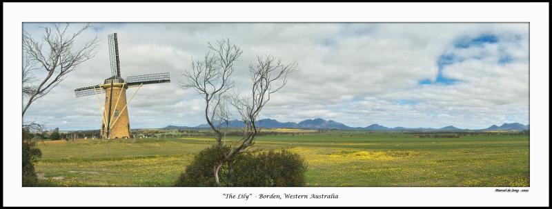 The Lily - pano