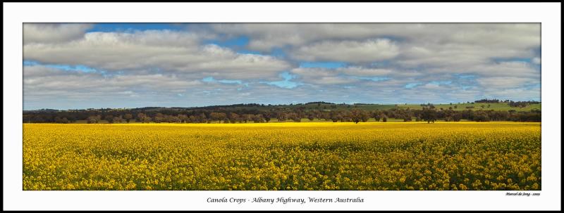 Canola Crops Pano