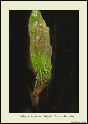 Inside a tree looking out - Valley of the Giants N.P. - 1