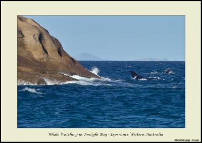 Whale Watching