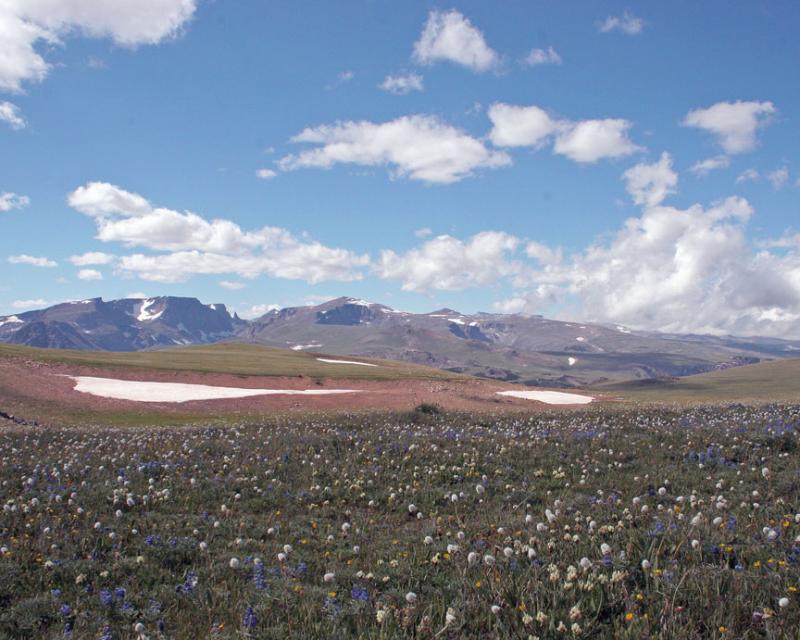 Beartooth Pass