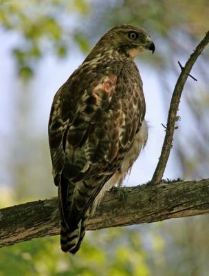 Broad-winged Hawk, Durham, NH, June