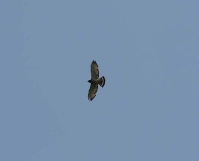 Broad-winged Hawk, Durham, NH, June