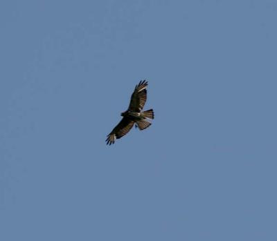 Imm. Broad-winged Hawk, Durham, NH, JUne