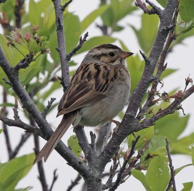 Clay-colored Sparrow, Parker River NWR, June