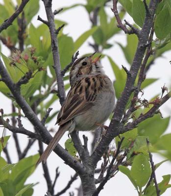 Clay-colored Sparrow, Parker River NWR, June