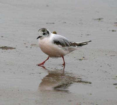 Little Gull