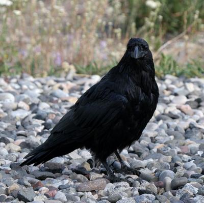 Common Raven