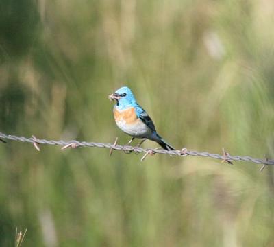 v3/05/209505/3/47990006.IMG_8843LazuliBunting.jpg