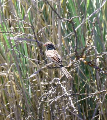 v3/05/209505/3/48022455.IMG_8917aBrewersSparrow.jpg