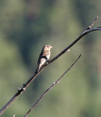 v3/05/209505/3/48022661.IMG_8920BrewersSparrow.jpg
