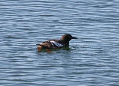 v3/05/209505/3/48041135.IMG_8997CommonMurre.jpg