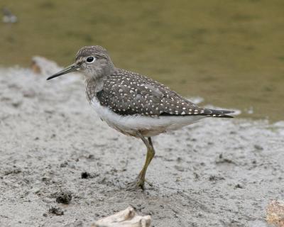 v3/05/209505/3/48078740.IMG_8810SolitarySandpiper.jpg