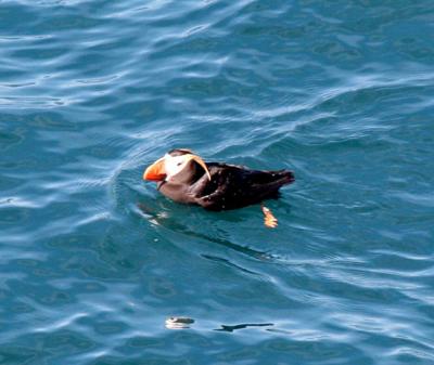 v3/05/209505/3/48078809.IMG_9094TuftedPuffin.jpg