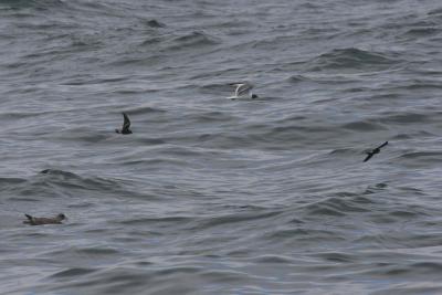 v3/05/209505/3/48079206.IMG_9187SabinesGullLeachsStormPetrel.jpg