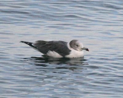 Black-tailed Gull