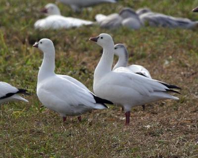 Ross's Goose
