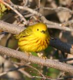 New England Birds