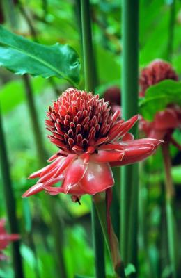 25C-30 Torch Ginger