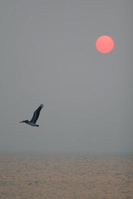 Pelican and Sun