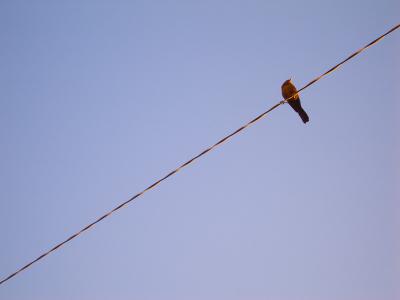 Bird & Wire