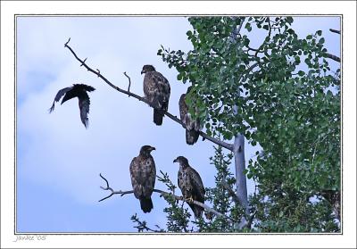 Young Eagles and Raven