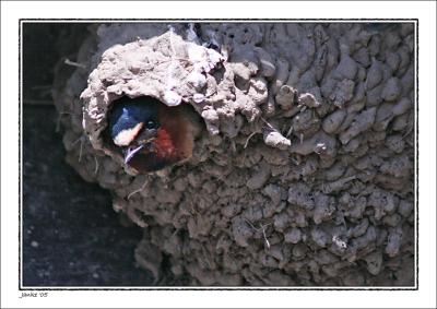 Cliff Swallow in  Mud Nest